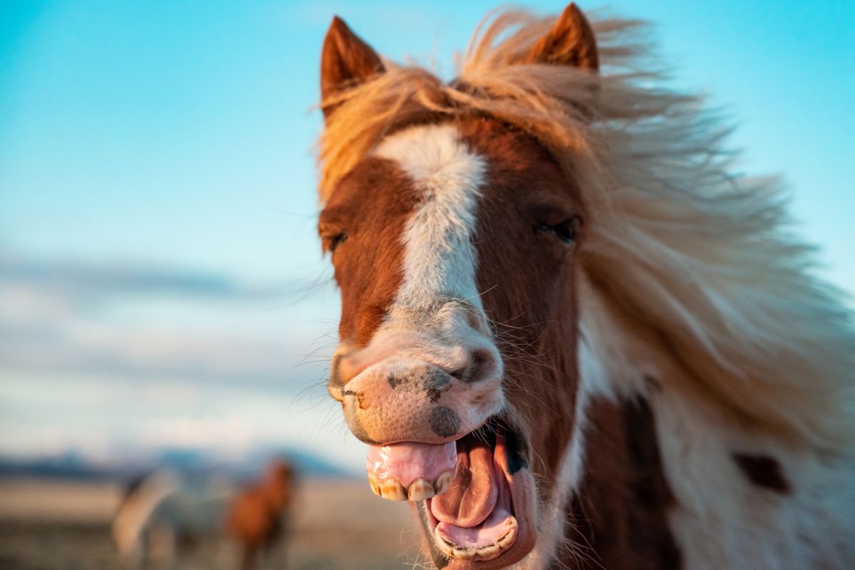 Golden Circle & Meet the Icelandic Horses - Small Group Minibus