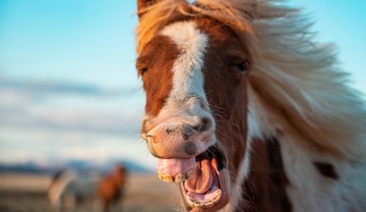 Golden Circle & Meet the Icelandic Horses - Small Group Minibus