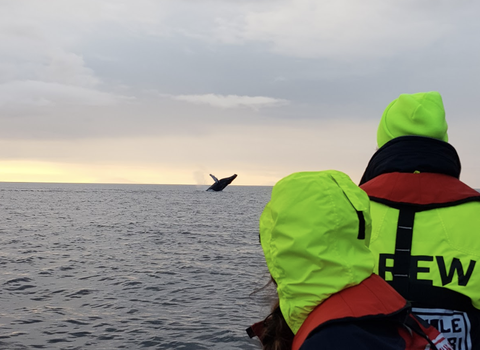 Reykjavík Premium Whales in the Midnight Sun — photo 7