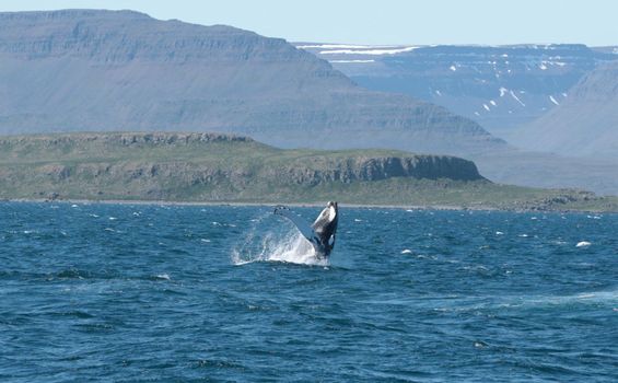 Whale Watching in Ísafjarðardjúp — photo 8