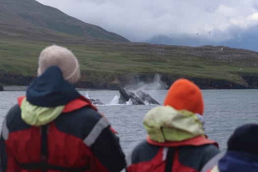Express Whale Watching From Dalvík — photo 4