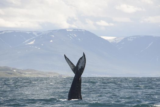 Akureyri Express Whales & Eyjafjord — photo 5