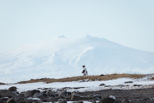 Snæfellsnes Peninsula | Private Tour | Photo Package Included — photo 20