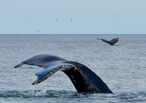 Húsavík: Small-Family Run, Responsible Whale Watching — photo 27