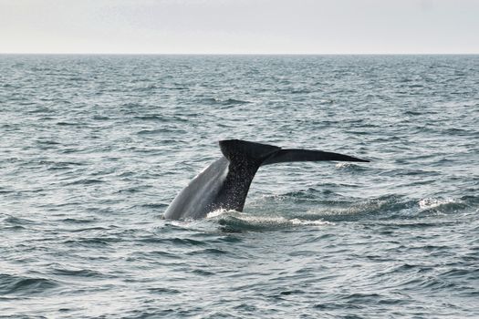 Húsavík: Small-Family Run, Responsible Whale Watching — photo 12