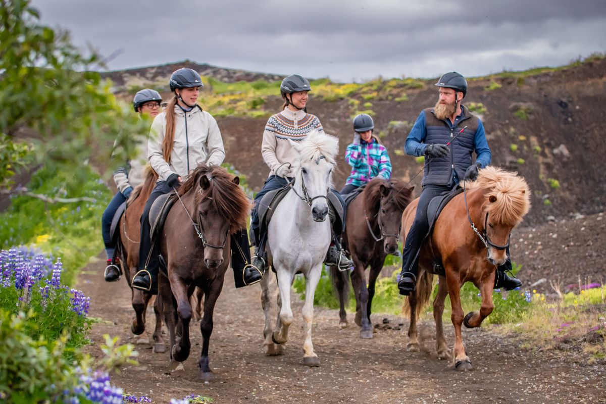 Viking Horses Morning Tour, photo 8 of 8