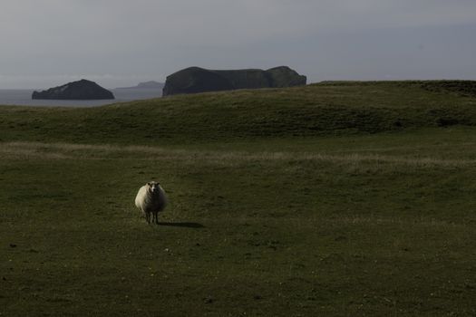 Private Minivan tour to the Westman Islands: History and Natural Wonders — photo 6
