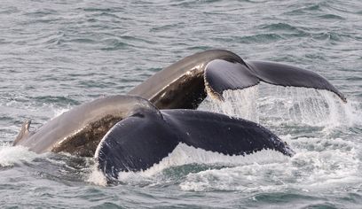 Whale Watching Hólmavík - Westfjords