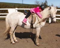 Horses and Waffles, photo 2 of 6