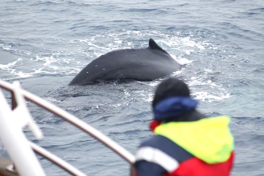 Húsavík: Small-Family Run, Responsible Whale Watching — photo 8