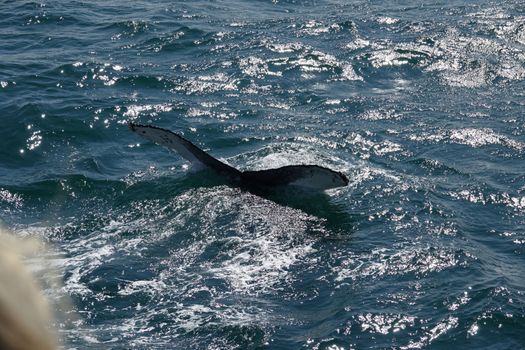 Whale watching - Downtown Reykjavík — photo 9