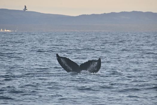 Reykjavík Premium Whales in the Midnight Sun — photo 13