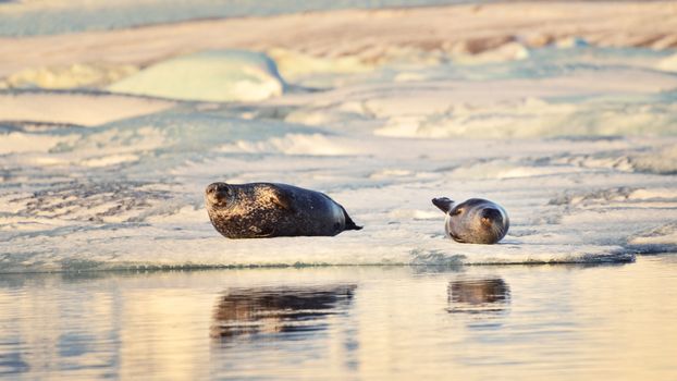 Glacier Lagoon Tour — photo 7