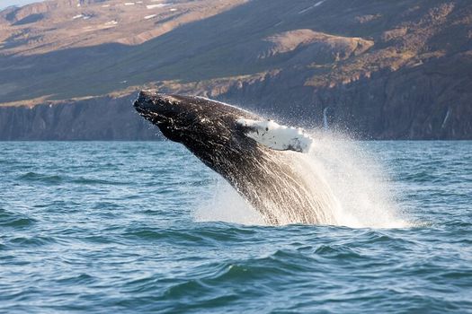 Big Whales & Puffins RIB boat tour — photo 8