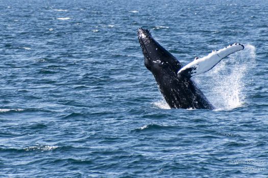 Whale watching - Downtown Reykjavík — photo 4