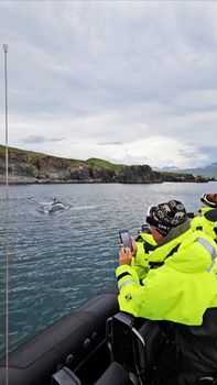 Puffin Quest — photo 12