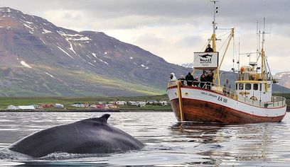 Whale Watching and Sea Angling Tour 