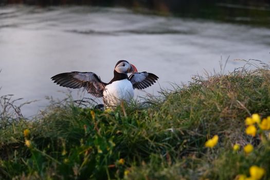 Puffin Quest — photo 4