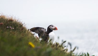Your Vestmannaeyjar, Puffin and Volcano Tour