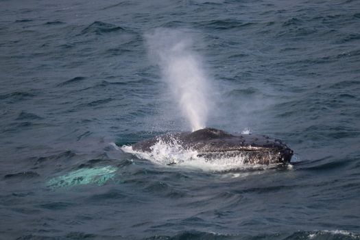 Whales & Sea Angling — photo 11