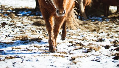 South Coast & Black Sand Horse Riding Tour