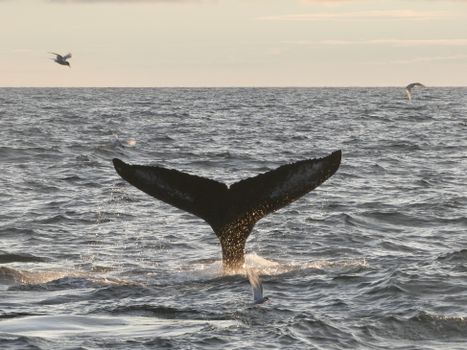 Reykjavík Premium Whales in the Midnight Sun — photo 21