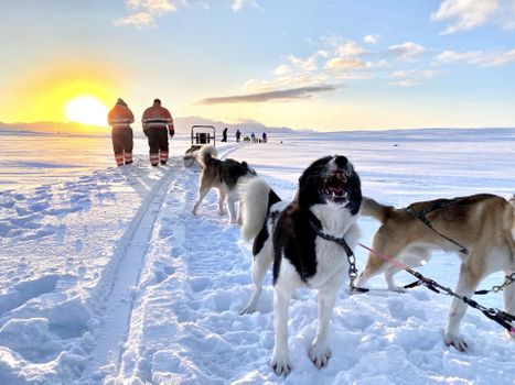 Dog Sledding Near Reykjavik — photo 16