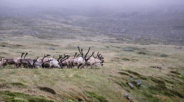 Wild Reindeer Experience — photo 6