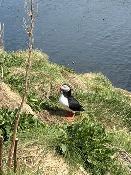 Puffin Quest — photo 23