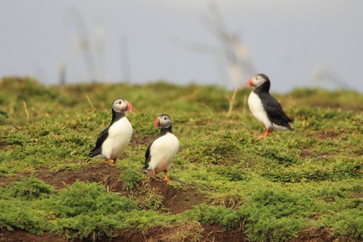 Premium Puffin Tour — photo 14