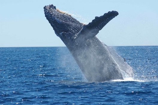 Whale Watching Cruise from Reykjavík — photo 5