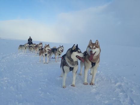 Siberian Husky Dog Sledding — photo 14