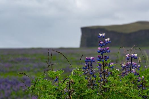 Full-Day Private Tour to Explore the South Coast of Iceland — photo 5