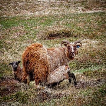 Borgarfjörður Private Adventure — photo 6
