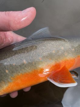 Private Day Tour – Fly Fishing for Trout & Char in South Iceland — photo 28