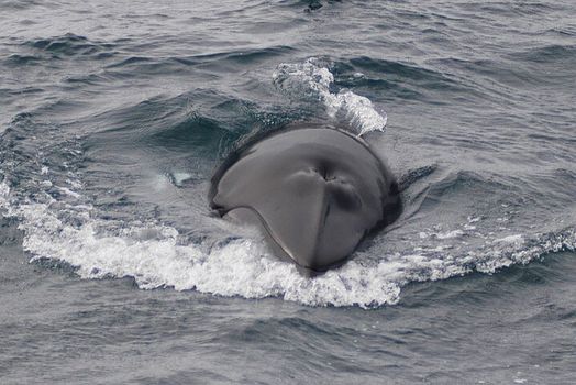 Whale Watching & Dolphin Yacht Cruise — photo 17