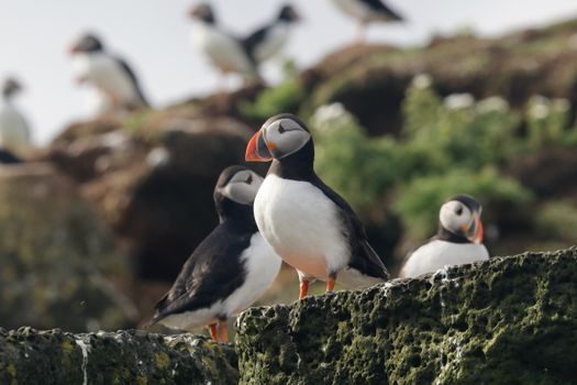 Reykjavík Whales & Puffins — photo 16