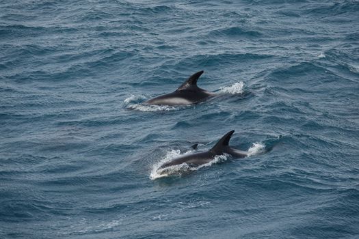 Whale watching - Downtown Reykjavík — photo 18
