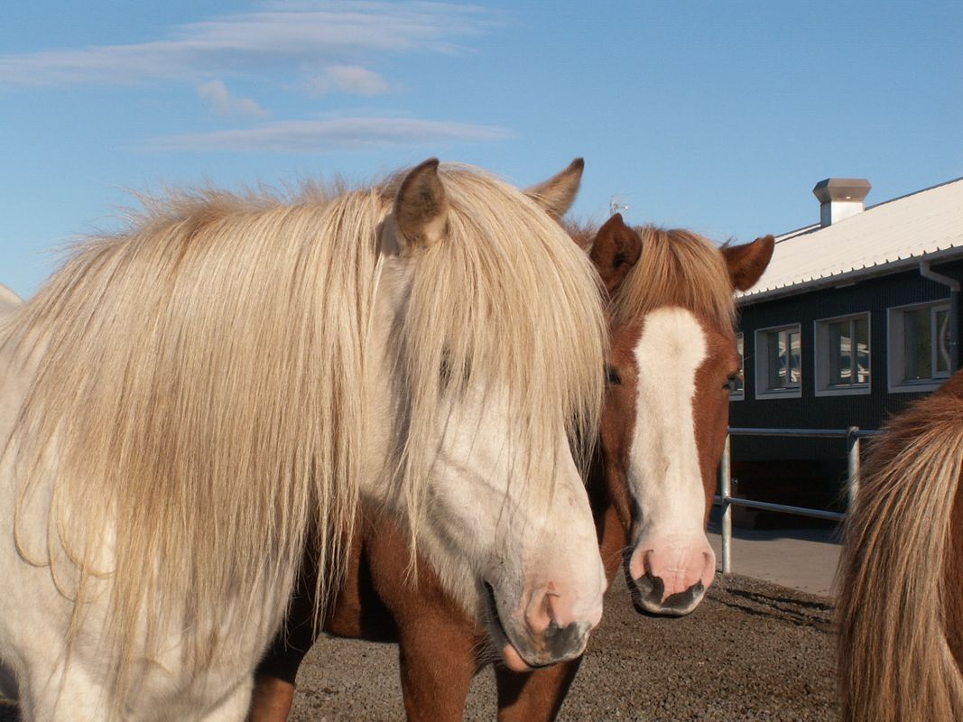 Horses and Waffles, photo 3 of 6