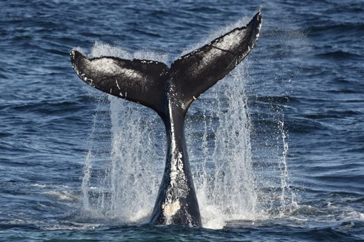 Reykjavík Whales & Puffins — photo 5