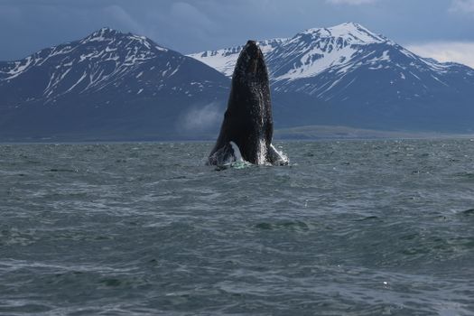 Express Whale Watching From Dalvík — photo 14