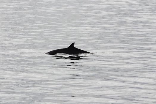 Whale Watching & Dolphin Yacht Cruise — photo 12