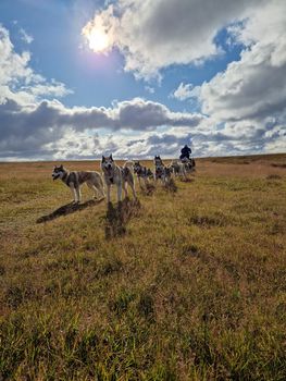 Siberian Husky dry land Dog sledding — photo 6