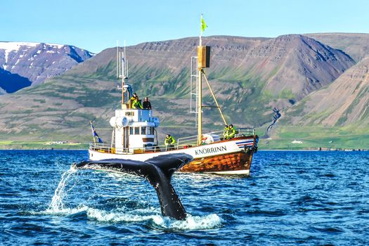 Whale Watching Eyjafjörður: From Árskógssandur — photo 4