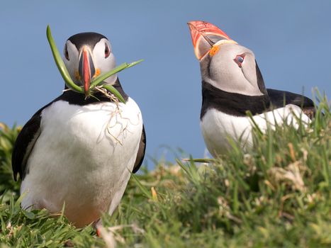 Puffin Watching Yacht Cruise from Downtown Reykjavík – Small Group Experience — photo 14