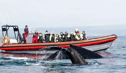 Big Whales & Puffins RIB boat tour