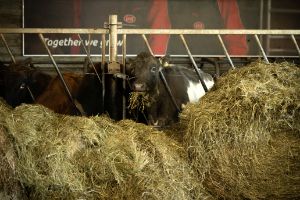 Private tour: Golden Circle and Farm Lunch in SuperJeep — photo 18