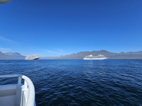 Exploring Djúpivogur - Nature and wildlife — photo 7