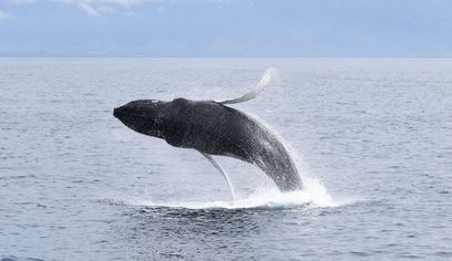 Whale Watching from Akureyri
