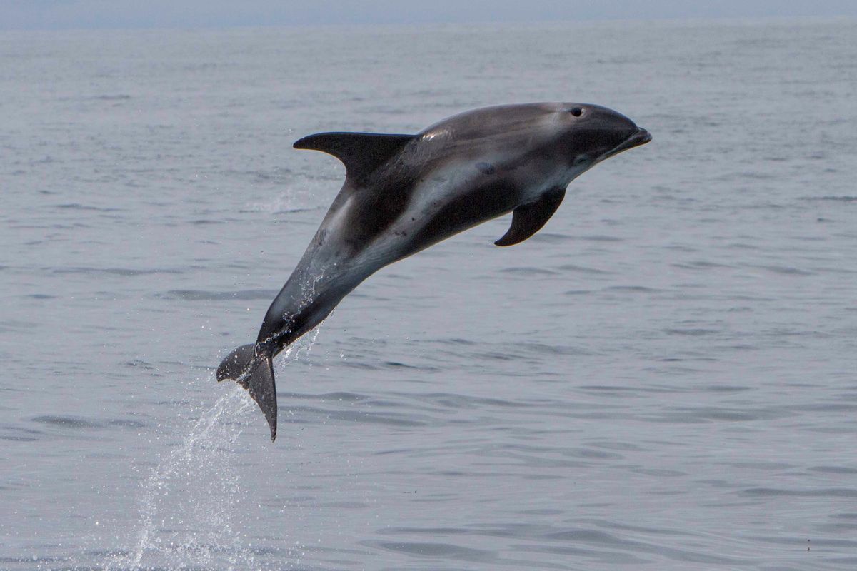Whale Watching Hólmavík - Westfjords, photo 9 of 9